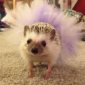 Meet your Posher, Susan